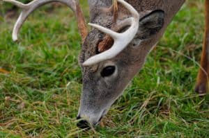 Whitetail Deer Stands