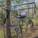 Bow Hunting Tree Stand