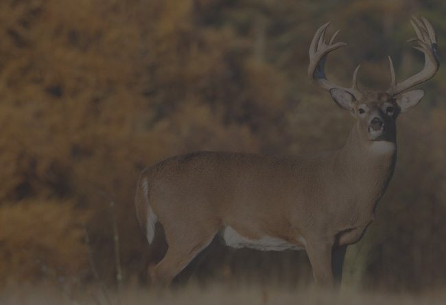 WT Deer Banner 2 - Skunk Ape Tree Stands