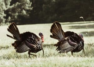 fall turkey hunting