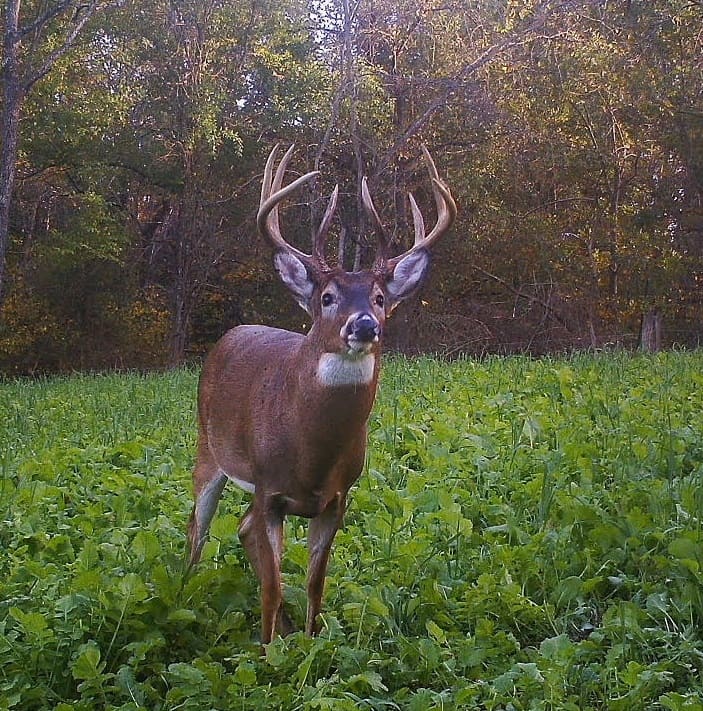 Which Food Plot Crops Do Deer Prefer and Why