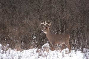 Whitetail in the snow